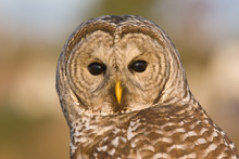 Barred Owl